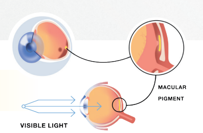 Macuhealth Eye Supplements